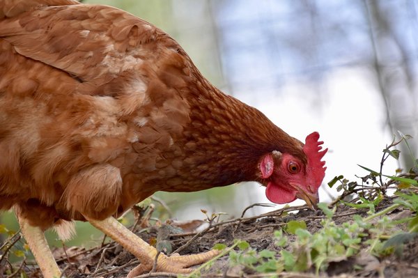 Insectes séchés pour les poules : un choix nutritif et savoureux